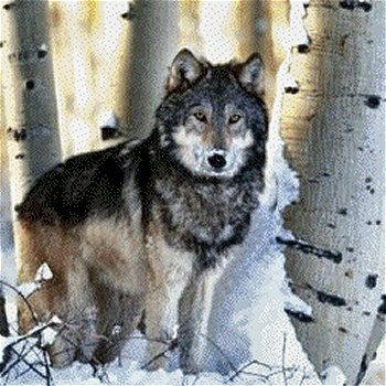 alaskan wolf alaskan wolves gallery alaskan wolf alaskan wolves gallery