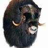 Alaskan Musk Ox