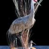 Alaska Sandhill Crane