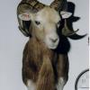 Armenian Red Sheep Ram